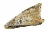 Fossil Tyrannosaur (Nanotyrannus) Premax Tooth - Montana #338710-1